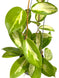 Product image thumbnail 3