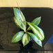 Product image thumbnail 8