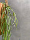 Product image thumbnail 5