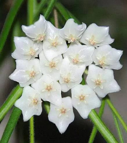 Hoya linearis – La Foresta Orchids