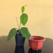 Product image thumbnail 5
