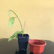 Product image thumbnail 6
