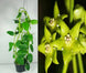 Product image thumbnail 4