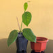 Product image thumbnail 7