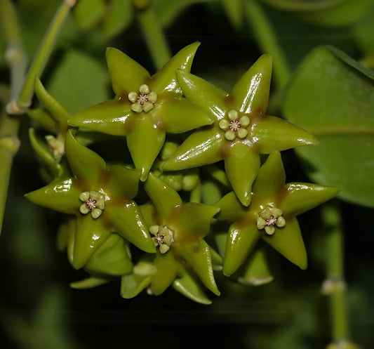 Hoya obtusifolioides var. green Hoya La Foresta Orchids 