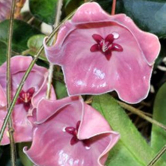 Hoya patella var. pink Hoya La Foresta Orchids 