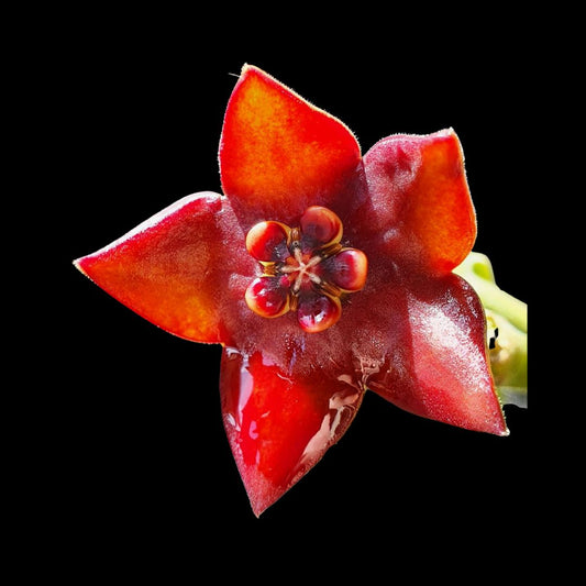 Hoya Species & Hybrids - 25 Different Types! Hoya La Foresta Orchids Hoya coronaria var. Red 