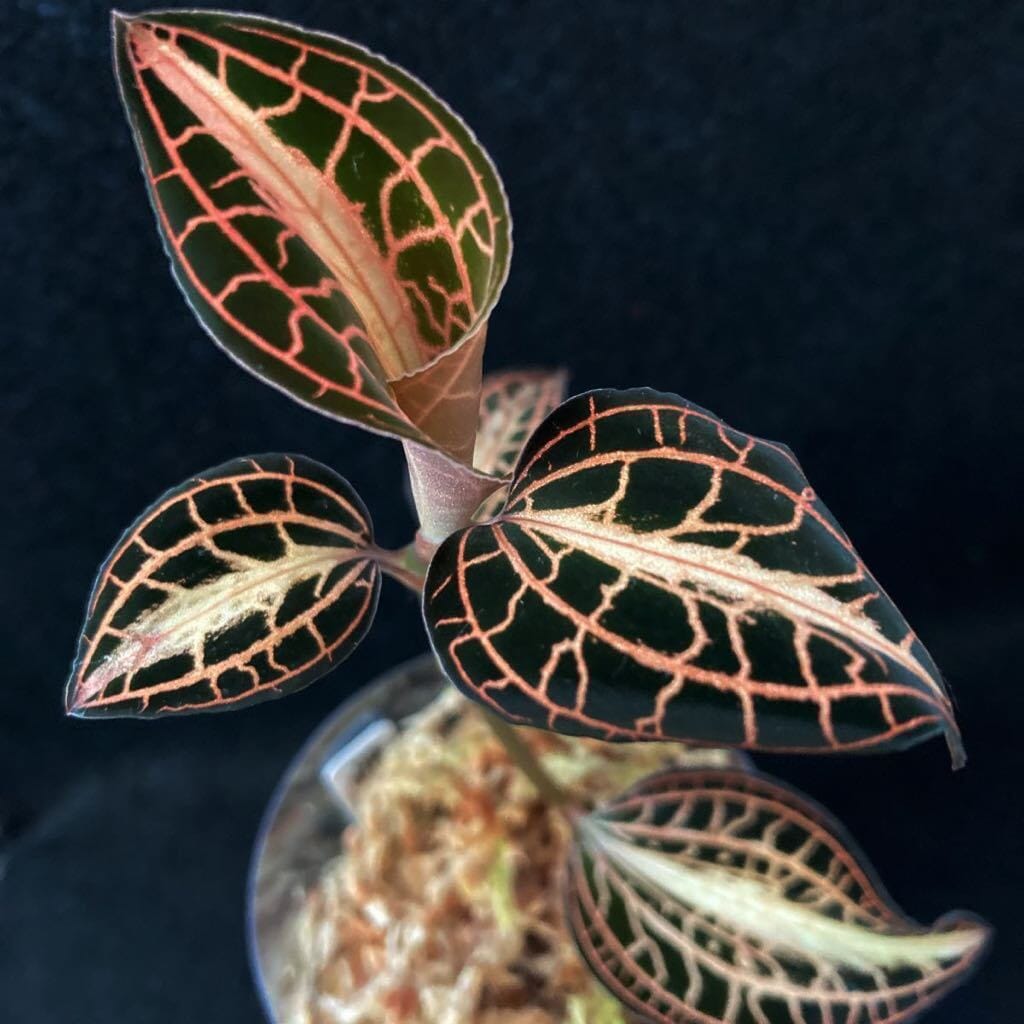 Jewel Orchid Anoectochilus Albolineatus La Foresta Orchids jewel-orchid-anoectochilus-albolineatus-la-foresta-orchids