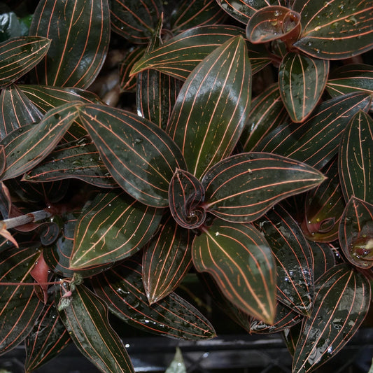 Jewel Ludisia discolor Jewel La Foresta Orchids 