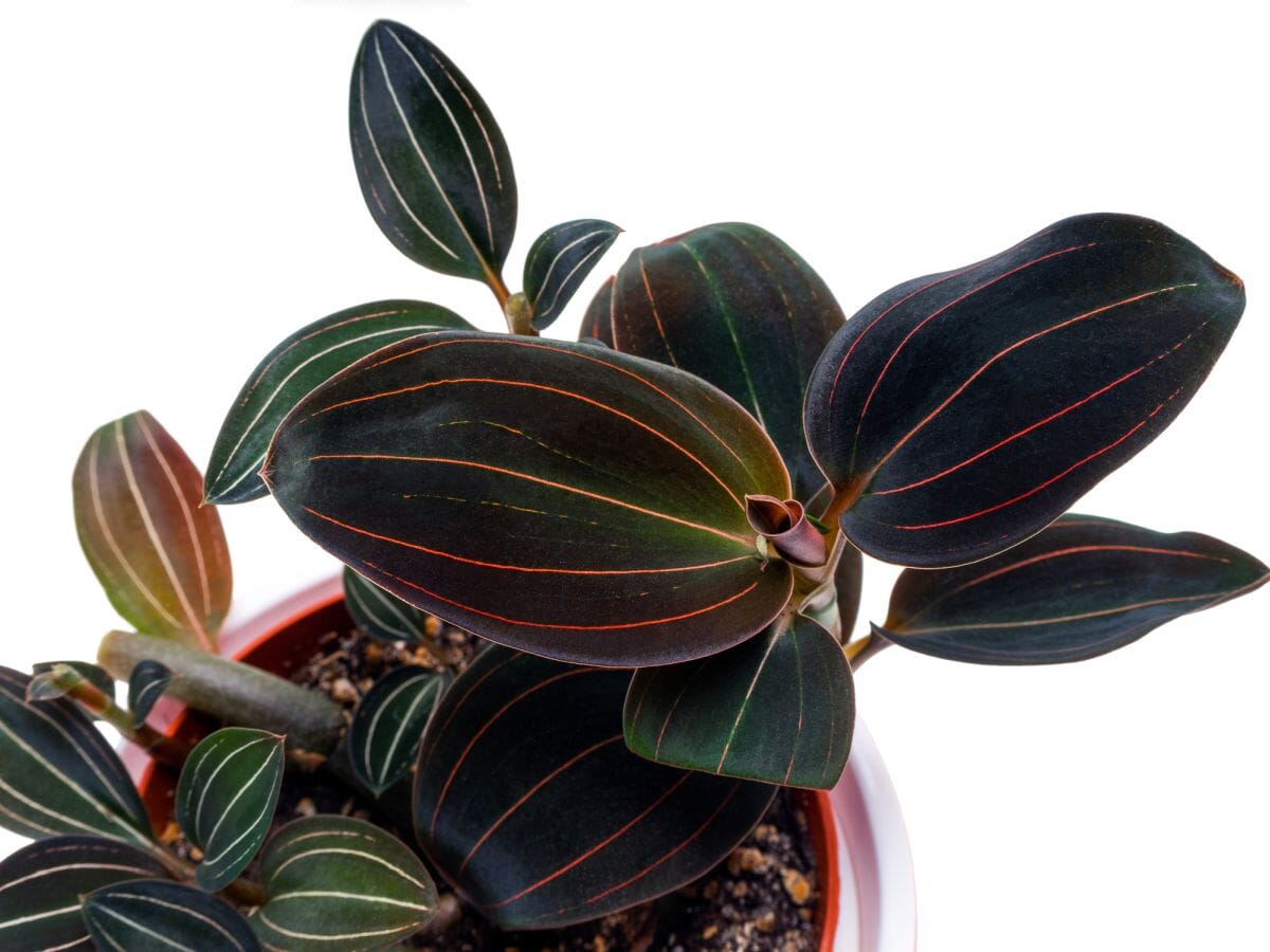 Discolor Jewel Orchid: Ludisia discolor – La Foresta Orchids