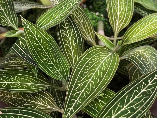 Jewel Ludisia discolor var. alba Jewel La Foresta Orchids 
