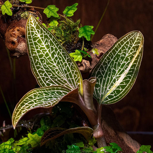 Jewel Ludochilus ‘Poly' Jewel La Foresta Orchids 