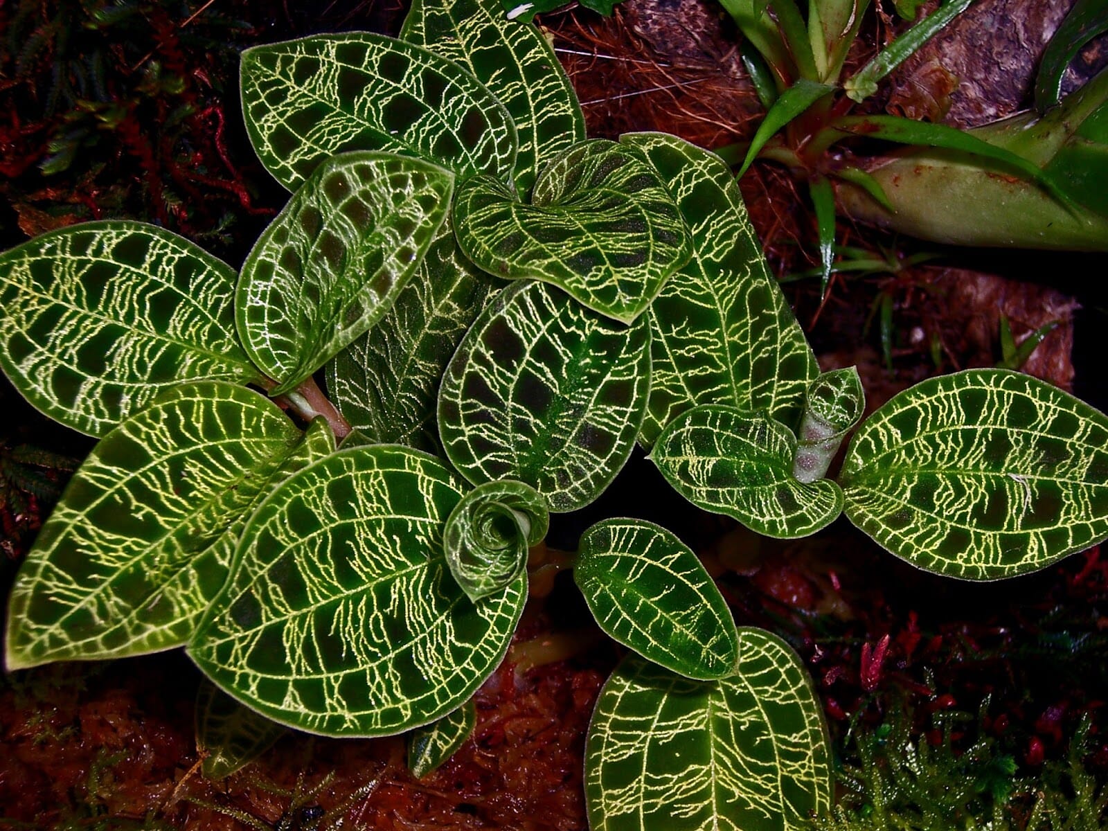 Jewel Orchid: Macodes petola – La Foresta Orchids