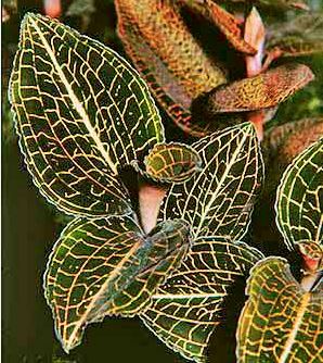 Jewel Macodes sanderiana x Macodes limii Jewel La Foresta Orchids 