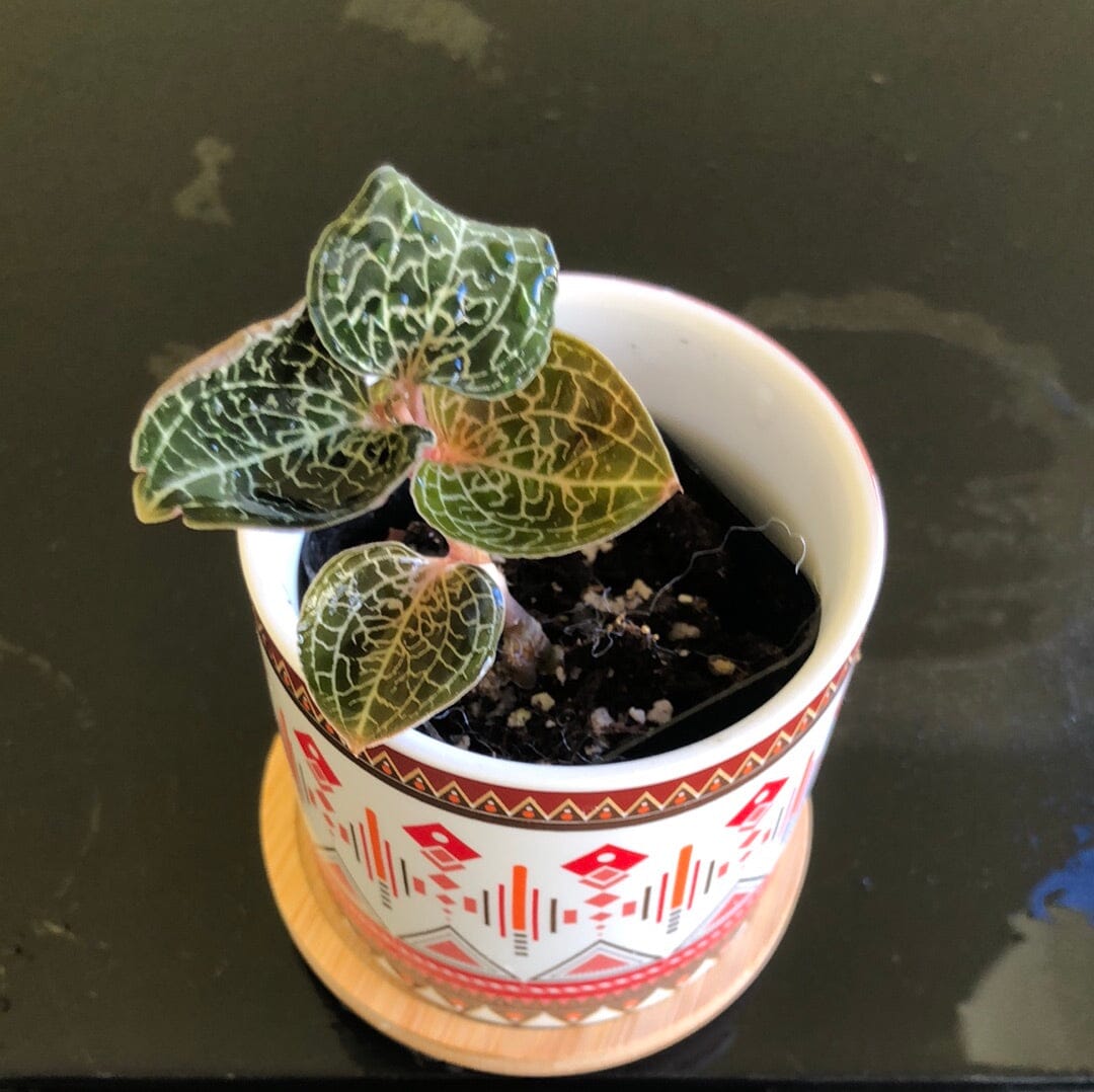 Jewel Orchid: Anoectochilus formosanus – La Foresta Orchids