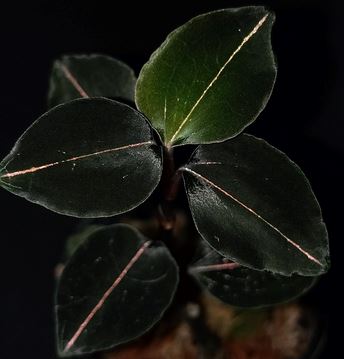 Jewel Orchid: Anoectochilus sp. 'The Wizard of Oz' var. red Jewel La Foresta Orchids 