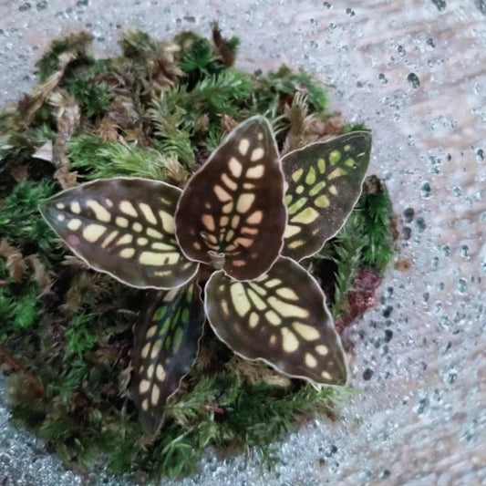 Jewel Orchid: Cystorchis stenoglossa Jewel La Foresta Orchids 