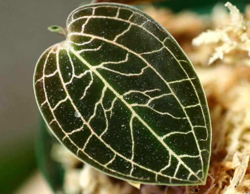 Jewel Orchid Dossinochilus 'Dreamcatcher' La Foresta Orchids