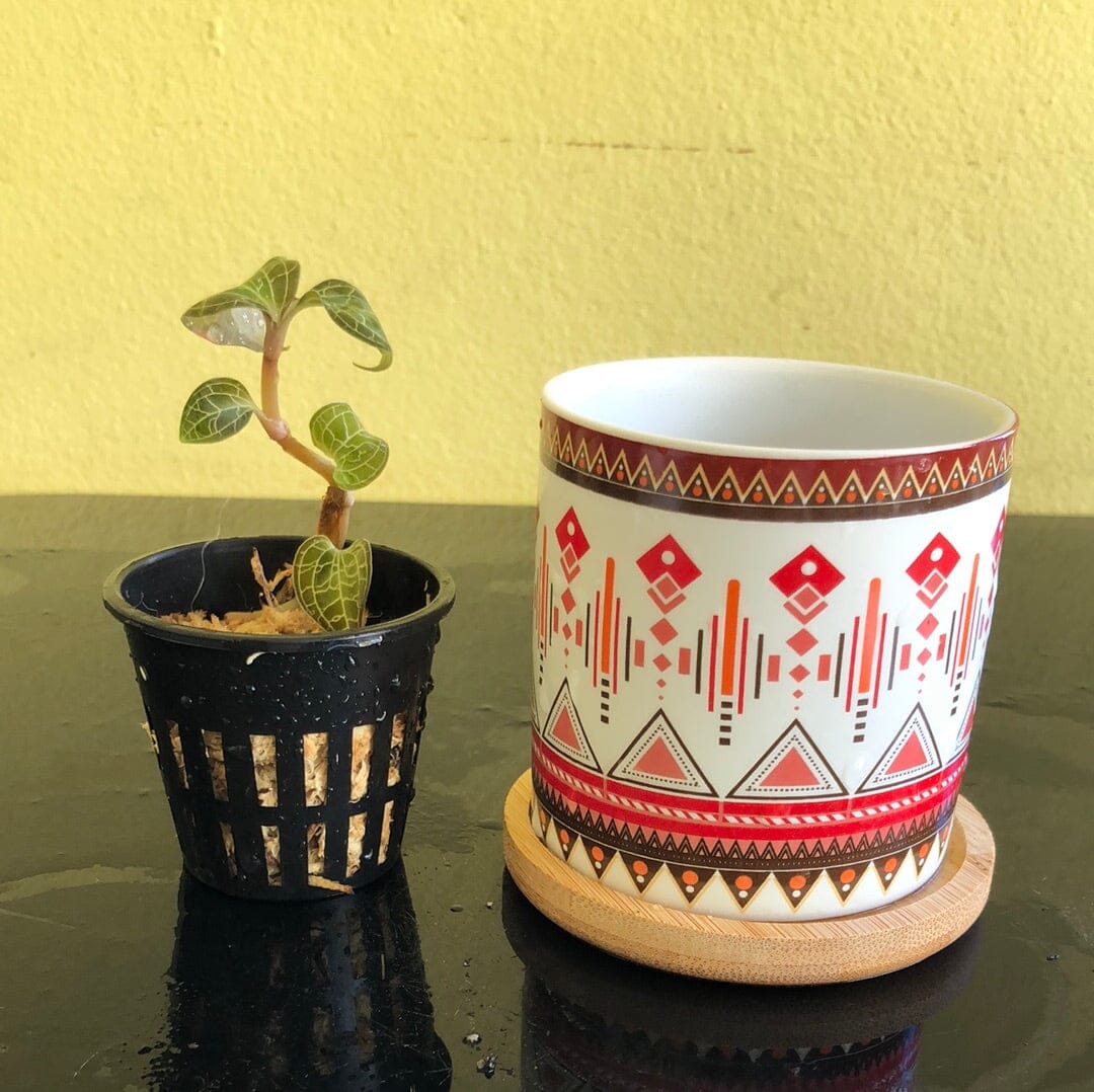 Jewel Orchid Dossinochilus 'Dreamcatcher' La Foresta Orchids