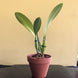 Product image thumbnail 6