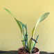 Product image thumbnail 8