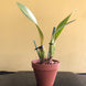 Product image thumbnail 7