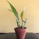 Product image thumbnail 5