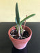 Product image thumbnail 4