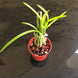 Product image thumbnail 4