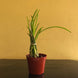 Product image thumbnail 7