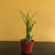 Product image thumbnail 6