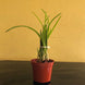 Product image thumbnail 5