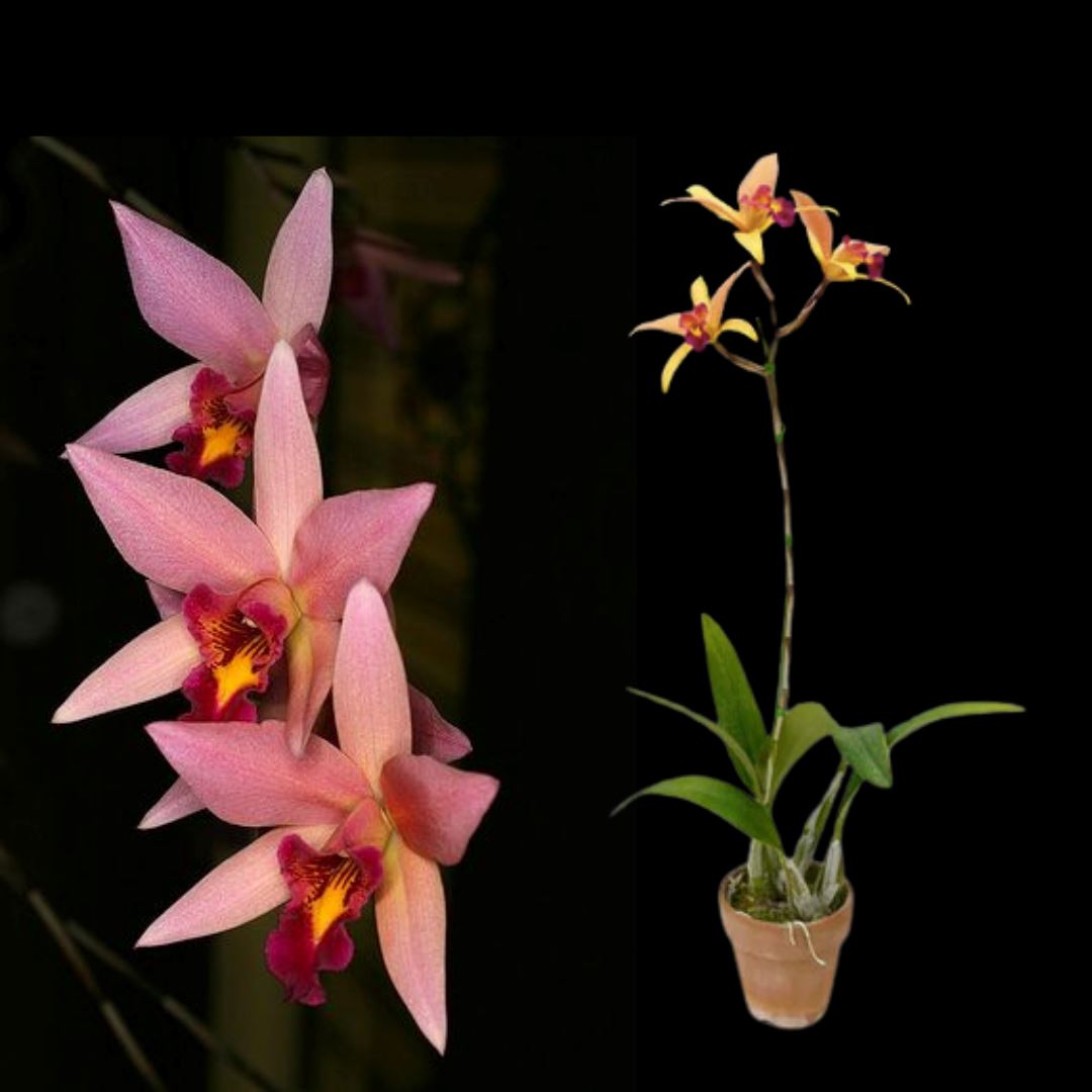 Lc. Santa Barbara Sunset 'Showtime' HCC/AOS – La Foresta Orchids
