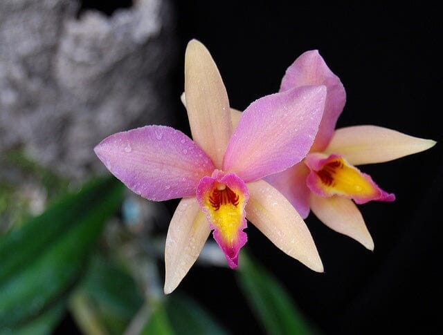 Lc. Santa Barbara Sunset ‘Showtime’ HCC/AOS – La Foresta Orchids