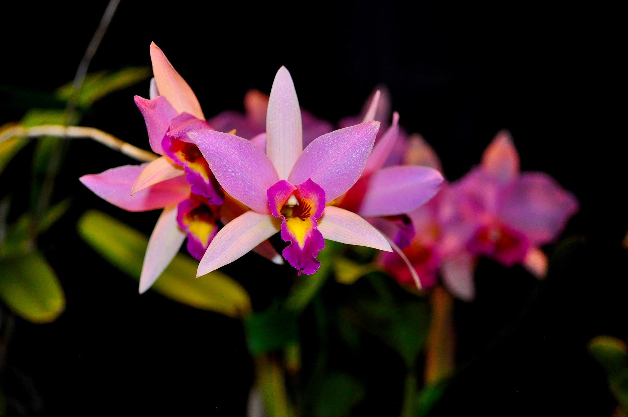 Lc. Santa Barbara Sunset 'Showtime' HCC/AOS – La Foresta Orchids