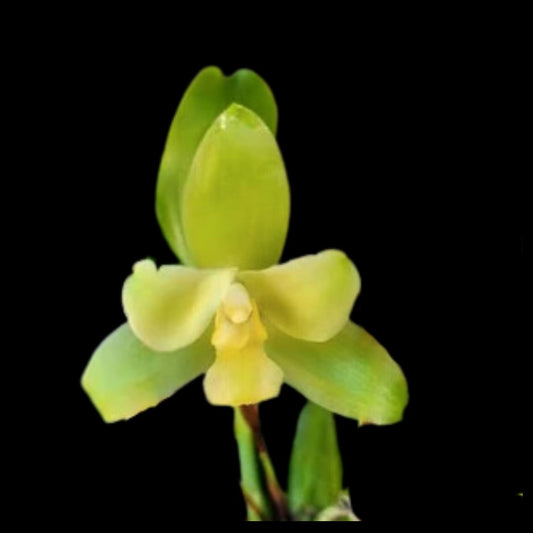 Lycaste tricolor x Lycaste macrophylla - In BUD! Lycaste La Foresta Orchids 