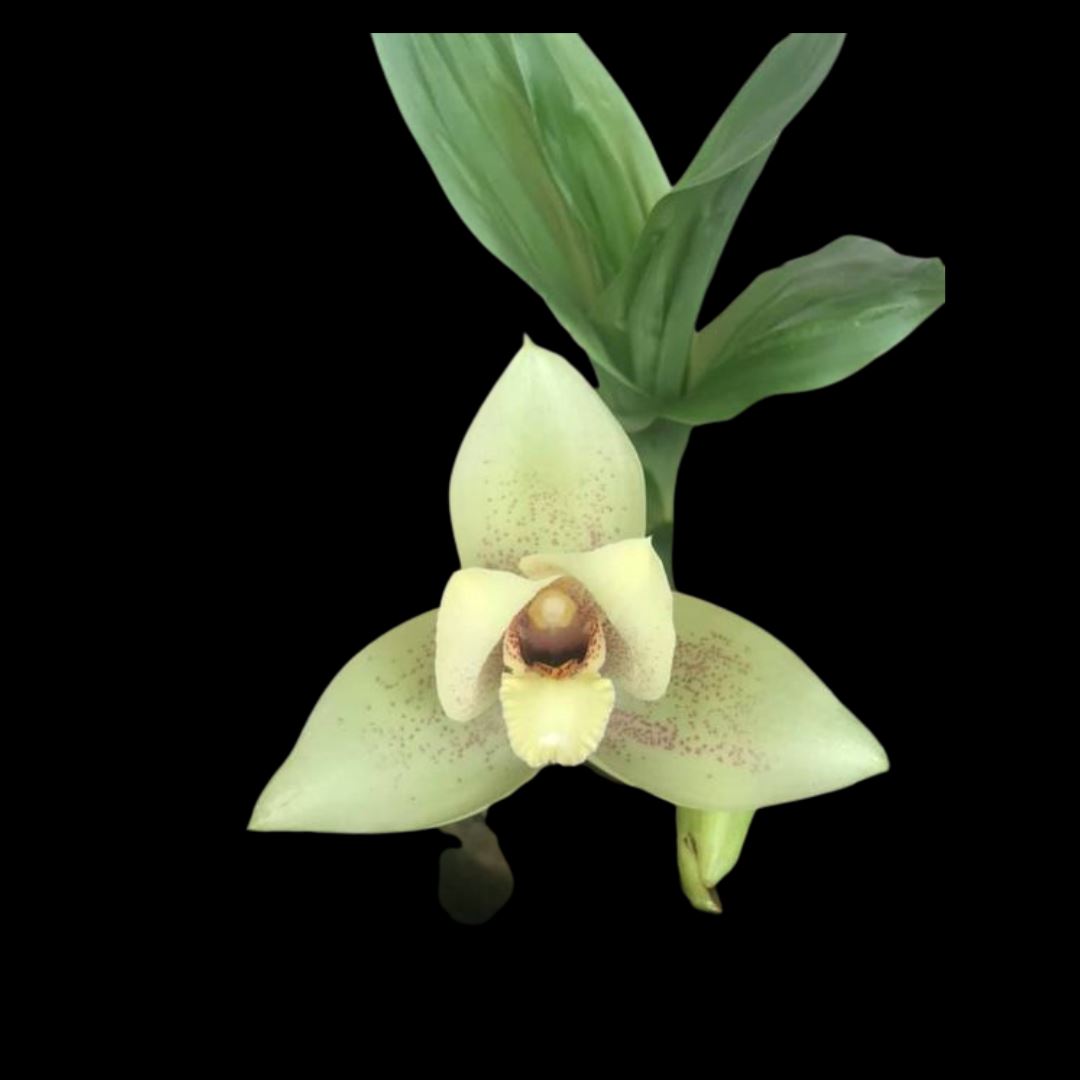 Lycaste × imschootiana Lycaste La Foresta Orchids 