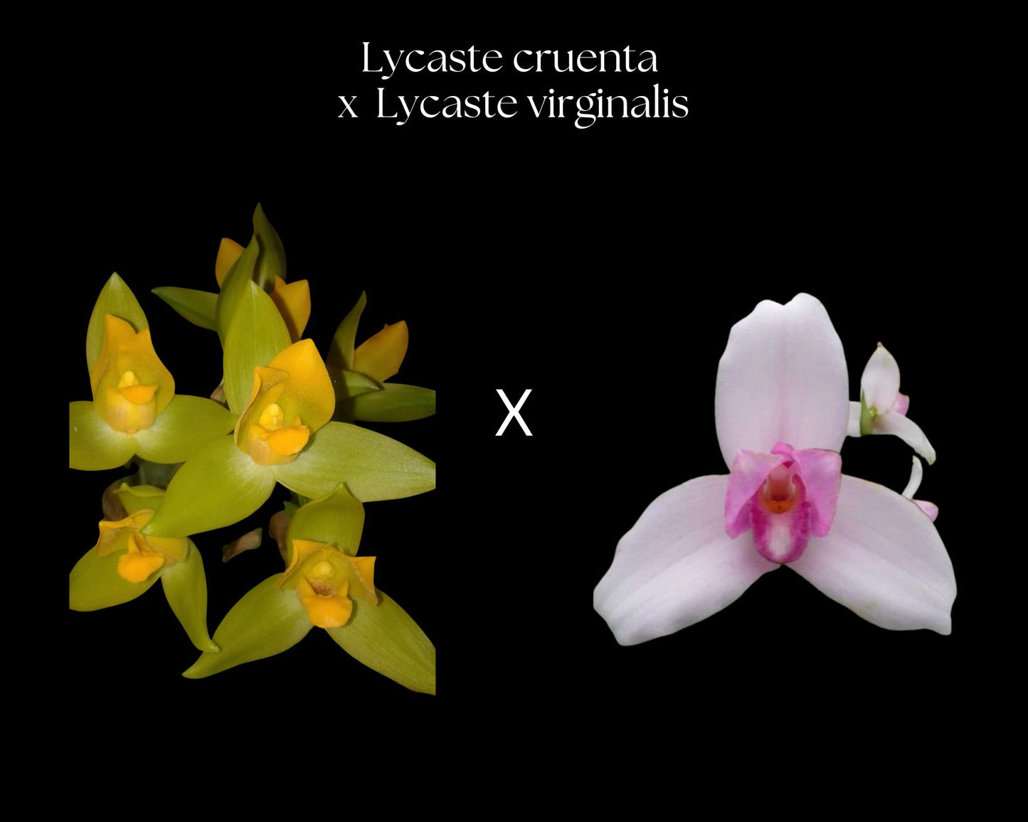 Lycaste × imschootiana Lycaste La Foresta Orchids 