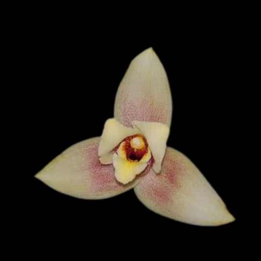 Lycaste × imschootiana Lycaste La Foresta Orchids 