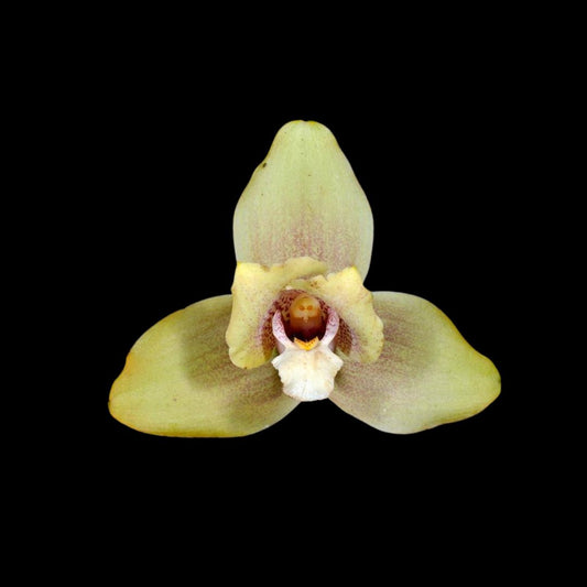 Lycaste × imschootiana Lycaste La Foresta Orchids 