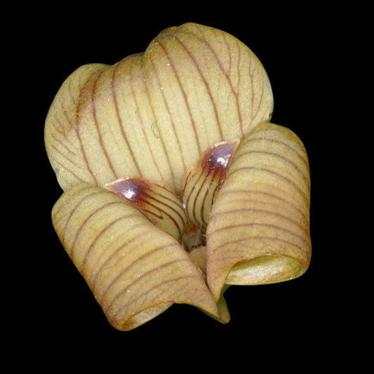 Maxillaria Alliance: Trigonidium egertonianum Maxillaria La Foresta Orchids 