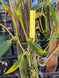 Product image thumbnail 6