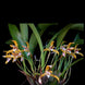 Product image thumbnail 4