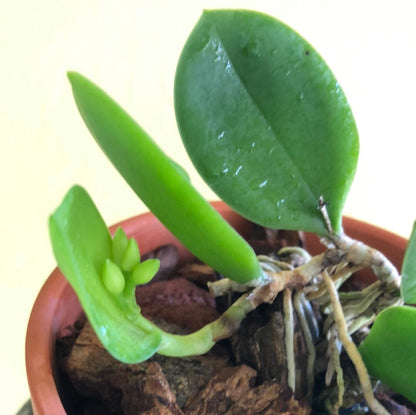 Meiracyllium trinasutum var. alba - In BUD! Cattleya La Foresta Orchids 
