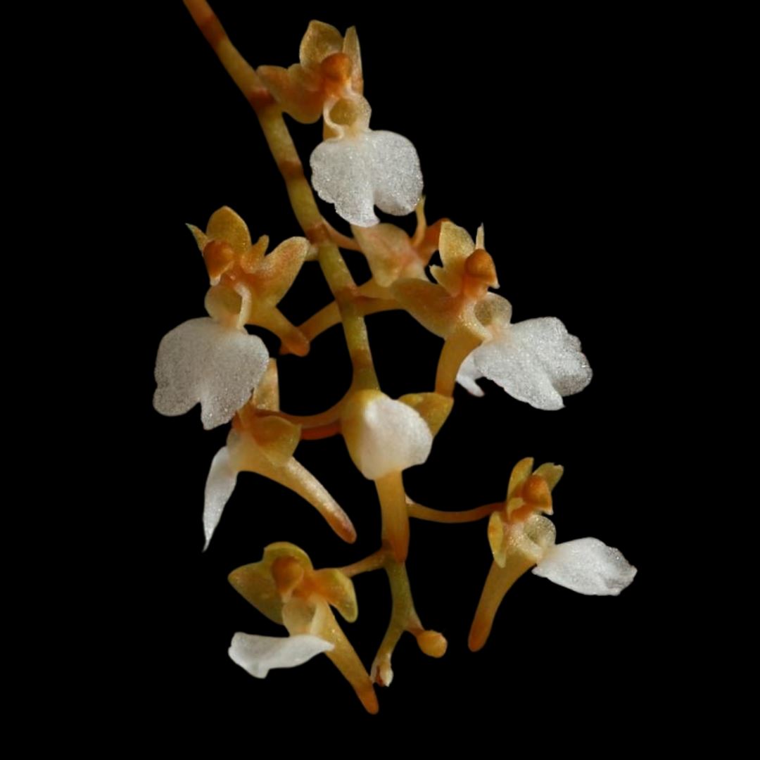 Microcoelia cornuta Microcoelia La Foresta Orchids 