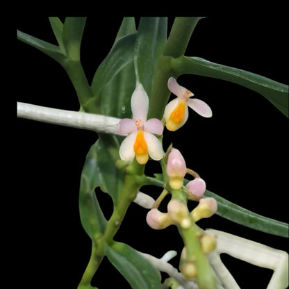 Micropera obtuse Vanda La Foresta Orchids 