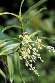 Micropera obtuse Vanda La Foresta Orchids 