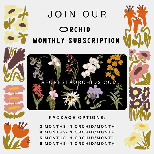 Monthly Orchid Subscription Gifts Bundles La Foresta Orchids 