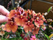 Product image thumbnail 4