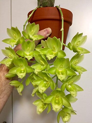 msu plant fertilizer Fertilizer Additives: MSU Orchid Fertilizer 13-3-15 (Greencare) Reverse  Osmosis, Rain, Tap Water Formula. 1 Pounds, Scoop Included